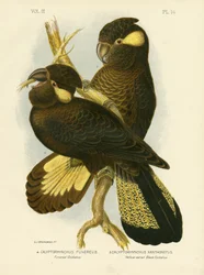 Cacatua funerea, 1891